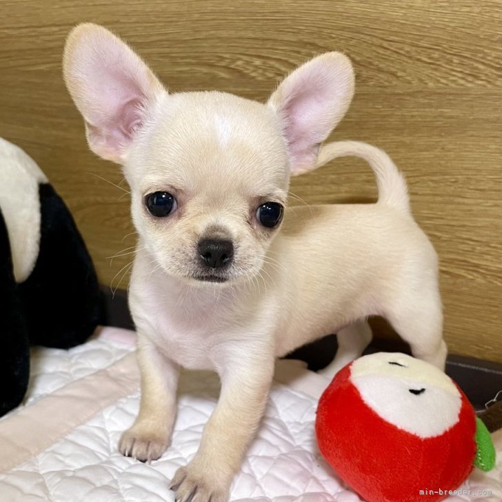 dog_img_1_4037868dff77.jpg dog_img_1_4037868dff77.jpg