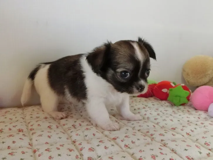 北斗 様のお迎えした子犬