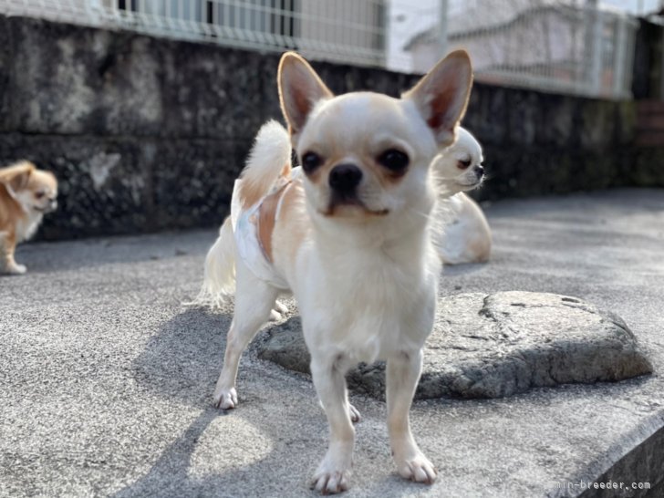 チワワ(スムース)【・男の子・2020年11月22日・クリーム】