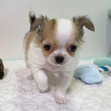 チワワ(ロング)【栃木県・男の子・2022年10月8日・パーティ】の写真「穏やかな男の子です♪」