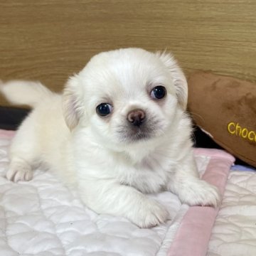 ミックス(チワワ×ペキチワ)【栃木県・男の子・2024年4月9日・クリーム】の写真「とっても可愛いペキチワくん♪」