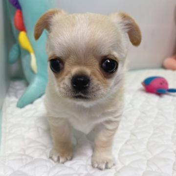 ペキチワ(母・ペキチワ  父・チワワ)【栃木県・男の子・2022年4月23日・クリーム】の写真「短足コロコロのペキチワくん♪」