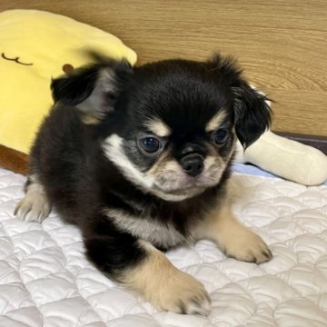 ミックス(チワワ×ペキチワ)【栃木県・男の子・2024年4月9日・ブラックタン】の写真「とっても可愛いペキチワくん♪」