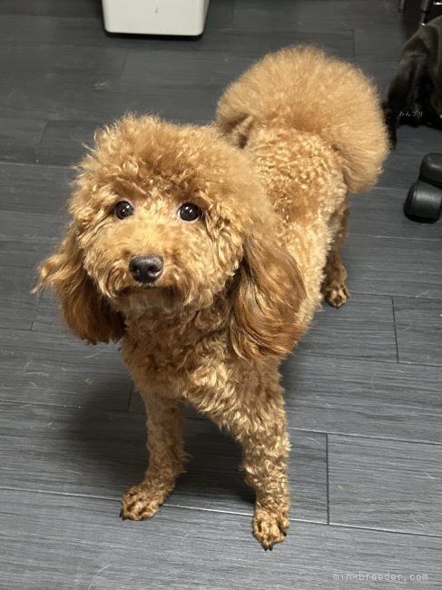 平間　夏美(ひらま　なつみ)ブリーダー(北海道・パグなど・JKC登録)の紹介写真3