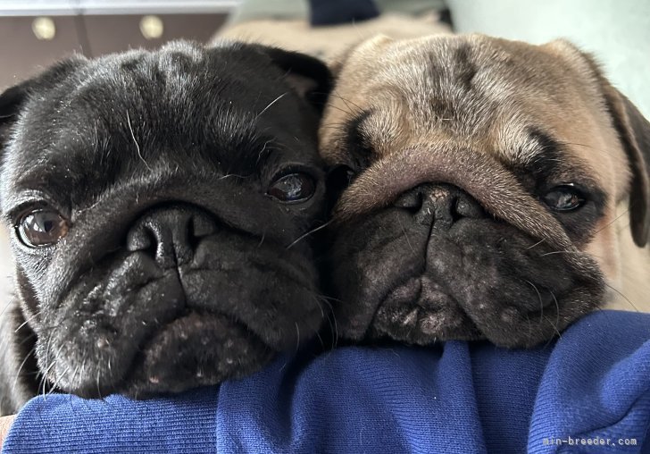 平間　夏美(ひらま　なつみ)ブリーダー(北海道・パグなど・JKC登録)の紹介写真4