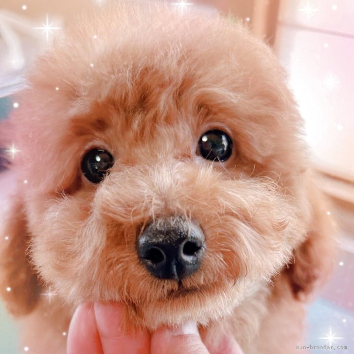 ブリーダー画像