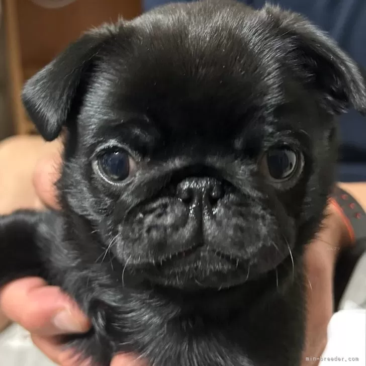 ツトム 様のお迎えした子犬