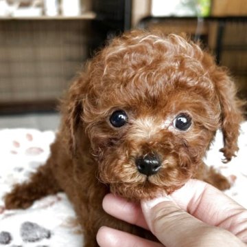 トイプードル(トイ)【北海道・女の子・2025年3月4日・レッドフォーン】の写真「可愛い女の子」