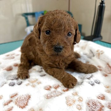 トイプードル(トイ)【北海道・女の子・2025年10月30日・レッドフォーン】の写真「12/24までの掲載」