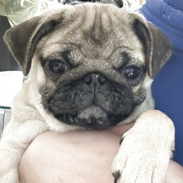 パグ【北海道・男の子・2024年12月1日・フォーン】の写真「元気いっぱい男の子」