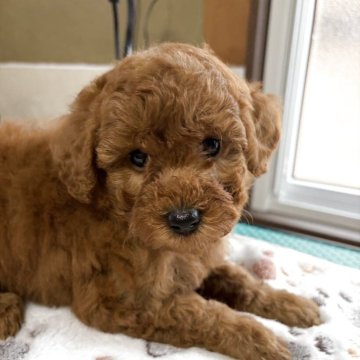 トイプードル(トイ)【北海道・女の子・2025年10月30日・レッドフォーン】の写真「12/24までの掲載」