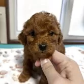トイプードル(トイ)