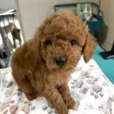 トイプードル(トイ)