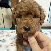 トイプードル(トイ)