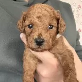 トイプードル(トイ)