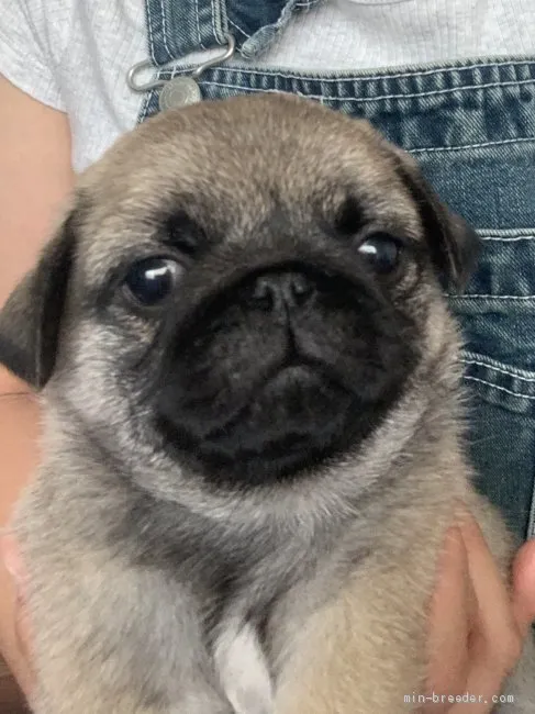 ID：2007-01957の子犬