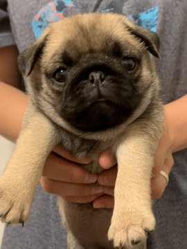 パグ【北海道・女の子・2020年6月13日・フォーン】の写真「ぽっちゃり可愛い女の子」