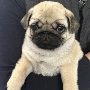パグ【北海道・男の子・2024年1月31日・フォーン】の写真「むちむち、コロコロな男の子」