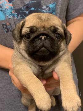 パグ【北海道・女の子・2020年6月13日・フォーン】の写真「可愛い女の子」