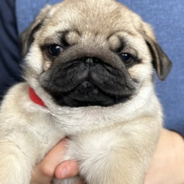 パグ【北海道・男の子・2024年2月12日・フォーン】の写真「むっちり元気な男の子」