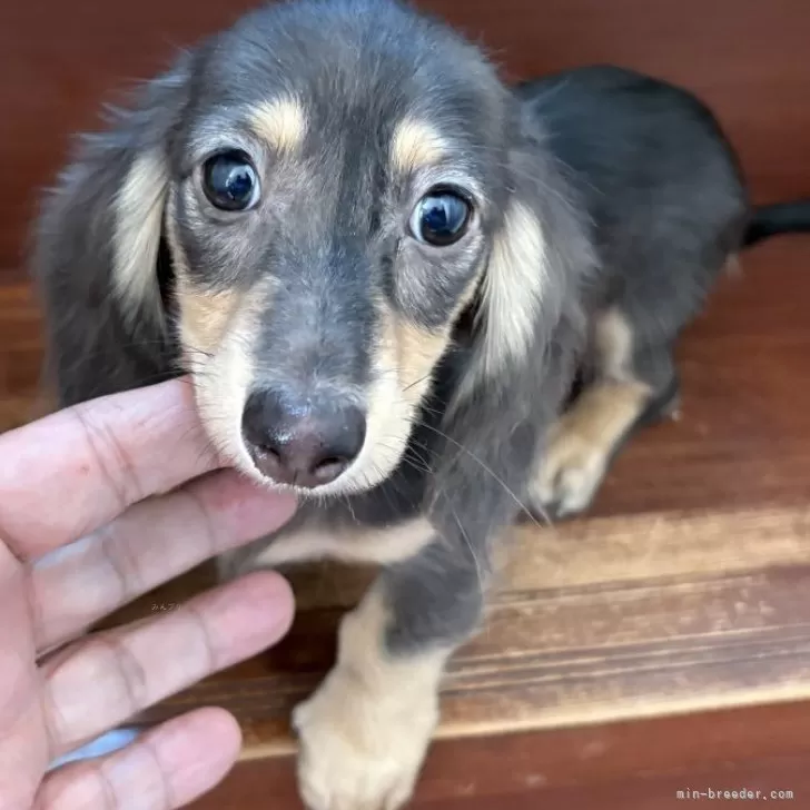 ID：2508-09047の子犬
