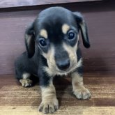 カニンヘンダックスフンド(スムース)