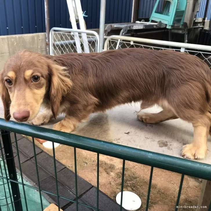 ID:2308-02453の子犬