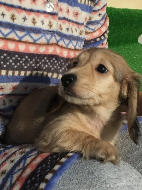 ID:1611-00144の子犬