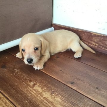 カニンヘンダックスフンド(スムース)【茨城県・男の子・2023年5月24日・イエロー】の写真「レア！スムーズのイエロー・小ぶりな男の子」