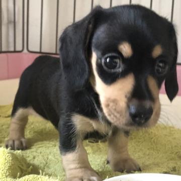 カニンヘンダックスフンド(スムース)【茨城県・男の子・2022年7月4日・ブラックイエロー】の写真「オットリ一人っ子のノンビリやさん」