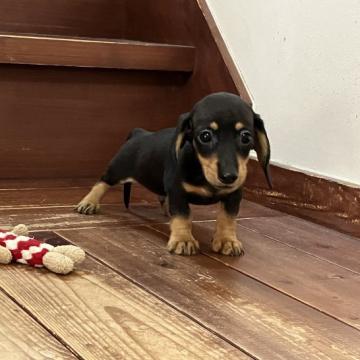 カニンヘンダックスフンド(スムース)【茨城県・男の子・2022年5月14日・ブラック&タン】の写真「小さいながらもシッカリ元気な男の子です。」