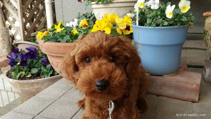 ノリさん 様のお迎えした子犬