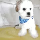 ミックス(シーズー×チワワ)【兵庫県・男の子・2025年3月4日・ホワイト&ゴールド】の写真13