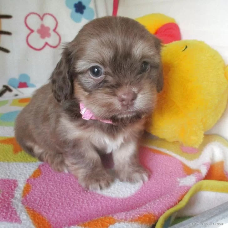 ID：2504-07097の子犬