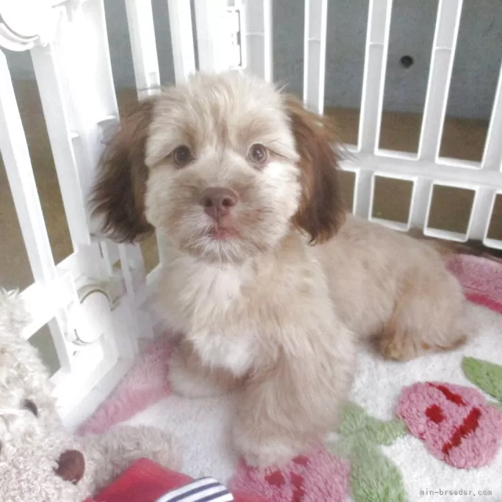 ID：2504-07076の子犬