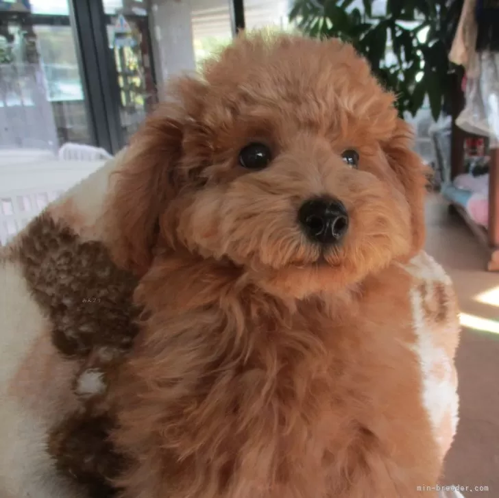 T 様のお迎えした子犬