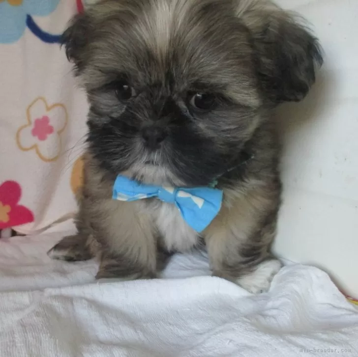 ID：2412-03306の子犬