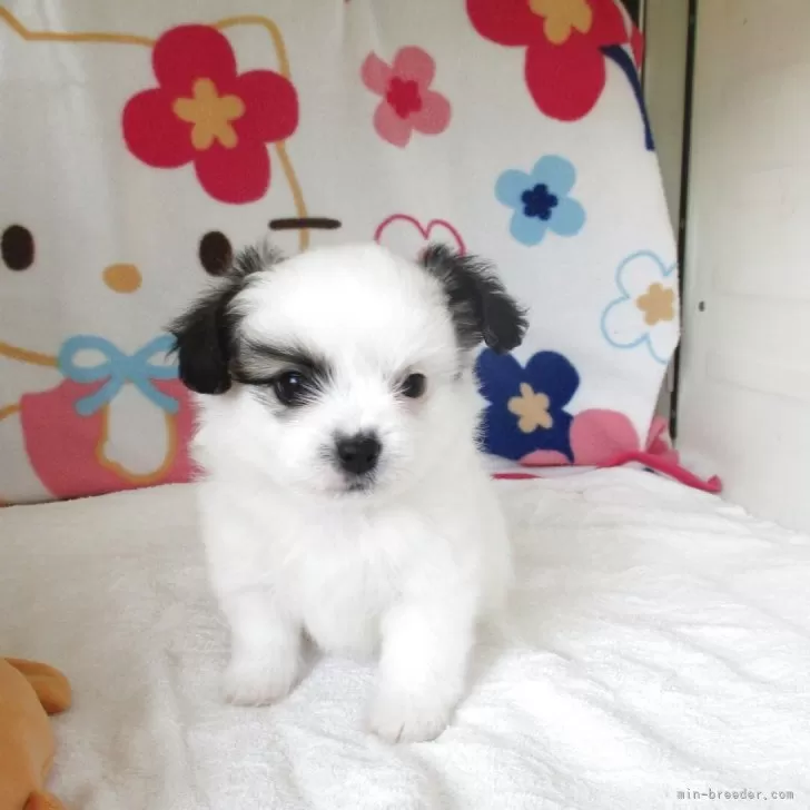 ID:2503-06461の子犬
