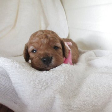 ダップー(トイプードル×ダックスフンド)【兵庫県・女の子・2025年10月28日・レッド】の写真「可愛い女の子です。」