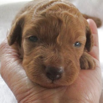 ダップー(トイプードル×ダックスフンド)【兵庫県・女の子・2025年10月28日・レッド】の写真「可愛い女の子」