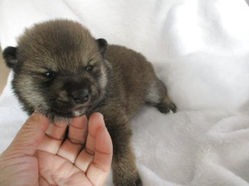 柴犬(標準サイズ)【兵庫県・男の子・2025年10月29日・赤】の写真「可愛い男の子」