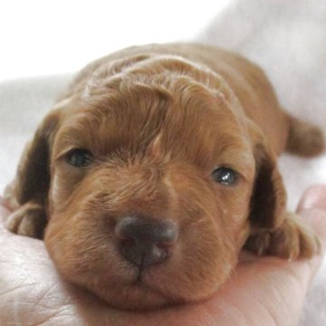 ダップー(トイプードル×ダックスフンド)【兵庫県・女の子・2025年10月28日・レッド】の写真「可愛い女の子」