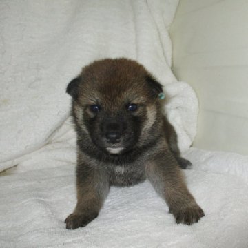 柴犬(標準サイズ)【兵庫県・男の子・2025年10月29日・赤】の写真「かわいいおとこのこ。」