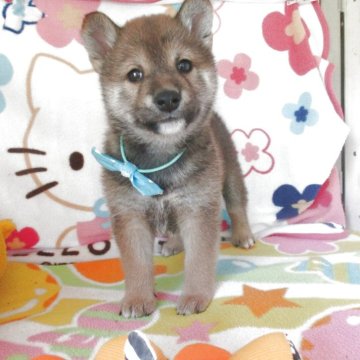柴犬(標準サイズ)【兵庫県・男の子・2025年3月21日・赤】の写真「元気でかわいいおとこのこです。」