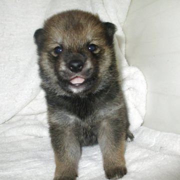 柴犬(標準サイズ)【兵庫県・男の子・2025年10月29日・赤】の写真「可愛い男の子」