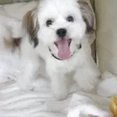 ミックス(シーズー×チワワ)【兵庫県・男の子・2025年3月4日・ホワイト&ゴールド】の写真1