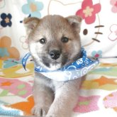 柴犬(標準サイズ)