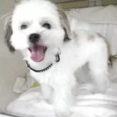 ミックス(シーズー×チワワ)【兵庫県・男の子・2025年3月4日・ホワイト&ゴールド】の写真2