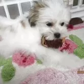 ミックス(シーズー×チワワ)【兵庫県・男の子・2025年3月4日・ホワイト&ゴールド】の写真4