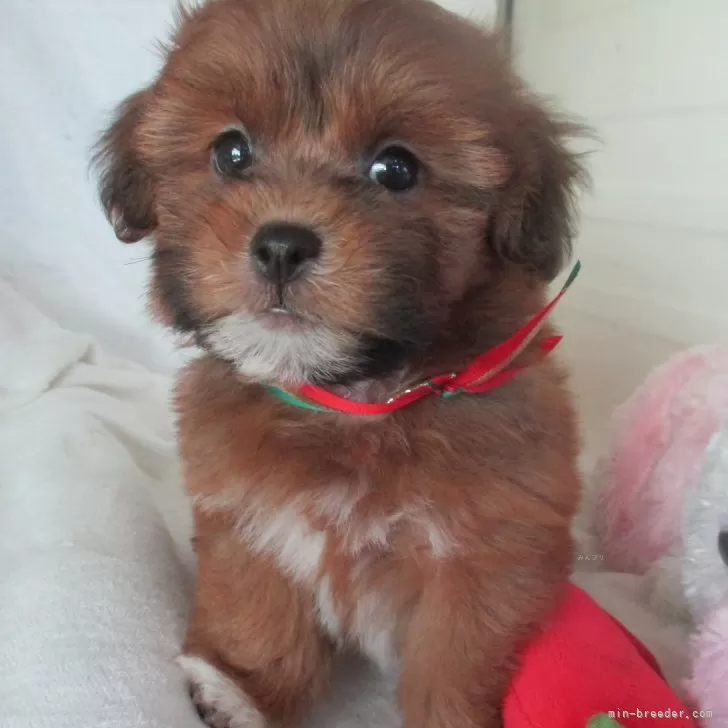 ID：2407-05331の子犬